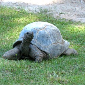 ALDABRA BREEDER