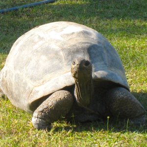 ALDABRA BREEDER