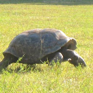 ALDABRA BREEDER