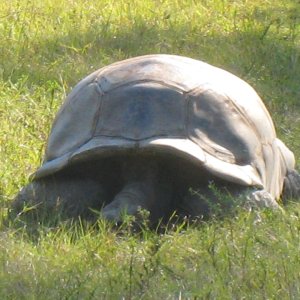 ALDABRA BREEDER