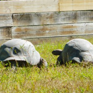 ALDABRA BREEDER