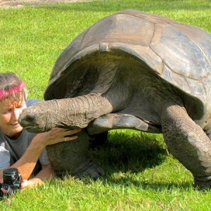 ALDABRA BREEDER