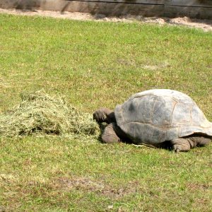 ALDABRA BREEDER