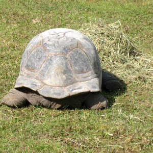 ALDABRA BREEDER