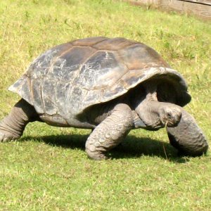 ALDABRA BREEDER