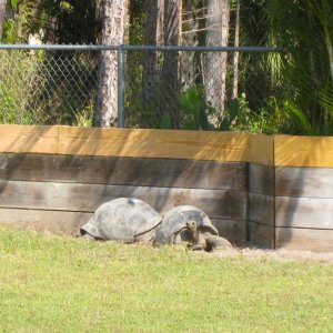 ALDABRA BREEDER