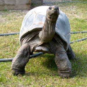 ALDABRA BREEDER