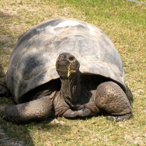 ALDABRA BREEDER