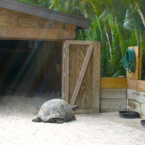 ALDABRA BREEDER