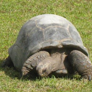 ALDABRA BREEDER