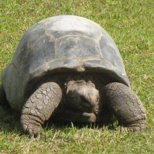 ALDABRA BREEDER