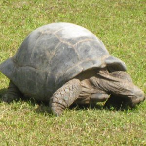ALDABRA BREEDER