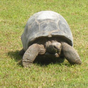 ALDABRA BREEDER