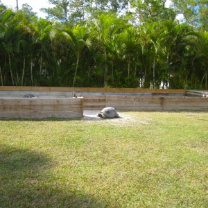 ALDABRA BREEDER
