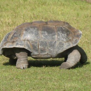 ALDABRA BREEDER
