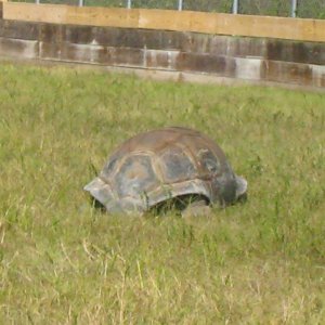 ALDABRA BREEDER