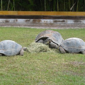 ALDABRA BREEDER