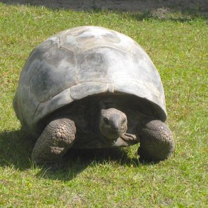 ALDABRA BREEDER