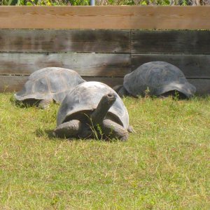 ALDABRA BREEDER