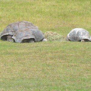 ALDABRA BREEDER