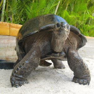 ALDABRA BREEDER