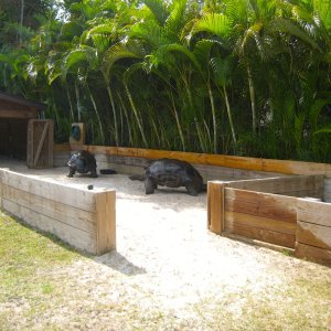 ALDABRA BREEDER