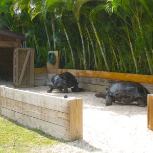 ALDABRA BREEDER