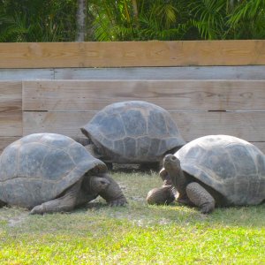 ALDABRA BREEDER