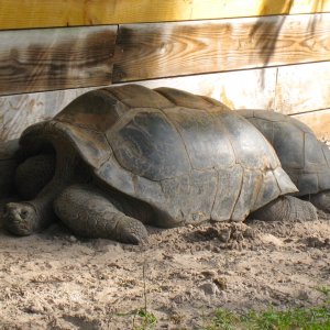 ALDABRA BREEDER