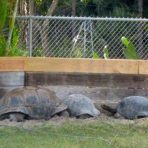 ALDABRA BREEDER