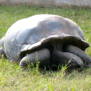 ALDABRA BREEDER