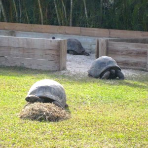ALDABRA BREEDER
