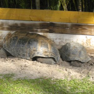 ALDABRA BREEDER