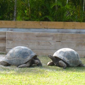 ALDABRA BREEDER