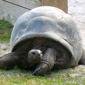 ALDABRA BREEDER