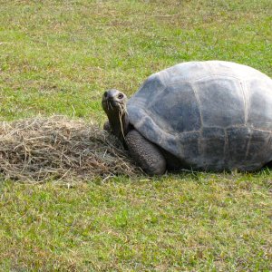 ALDABRA BREEDER