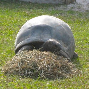 ALDABRA BREEDER