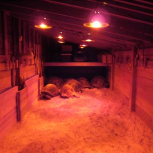 ALDABRA BREEDER