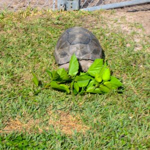 ALDABRA BREEDER