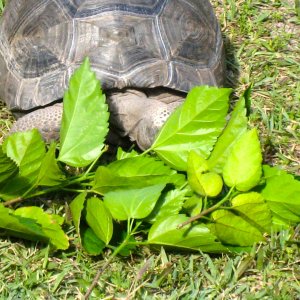 ALDABRA BREEDER