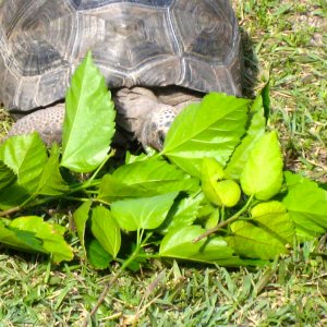 ALDABRA BREEDER