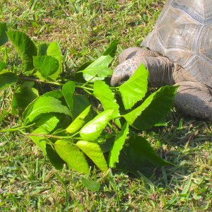 ALDABRA BREEDER