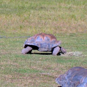 ALDABRA BREEDER