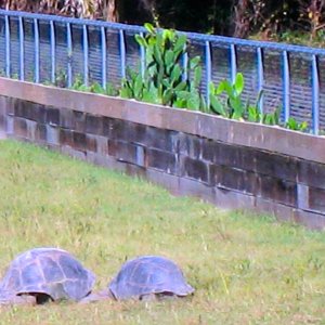 ALDABRA BREEDER