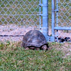 ALDABRA BREEDER