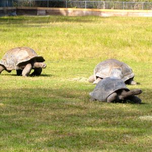 ALDABRA BREEDER