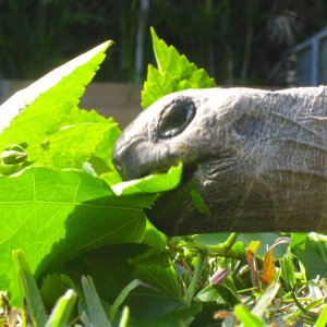 ALDABRA BREEDER