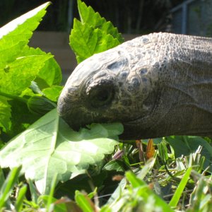 ALDABRA BREEDER