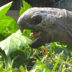 ALDABRA BREEDER