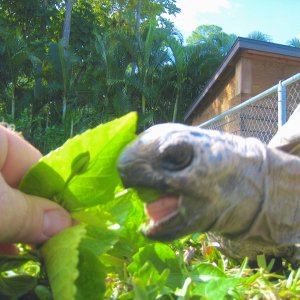 ALDABRA BREEDER